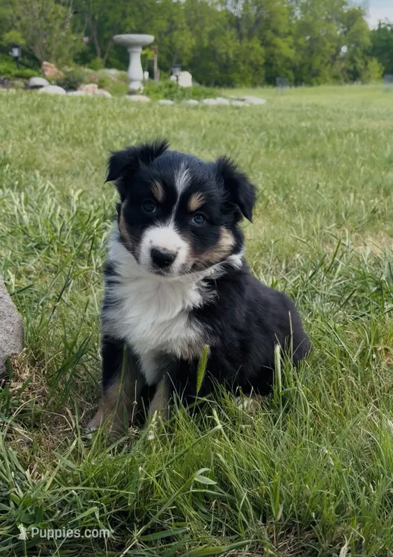Duke – Australian Shepherd puppy for sale in Morrowville, KS