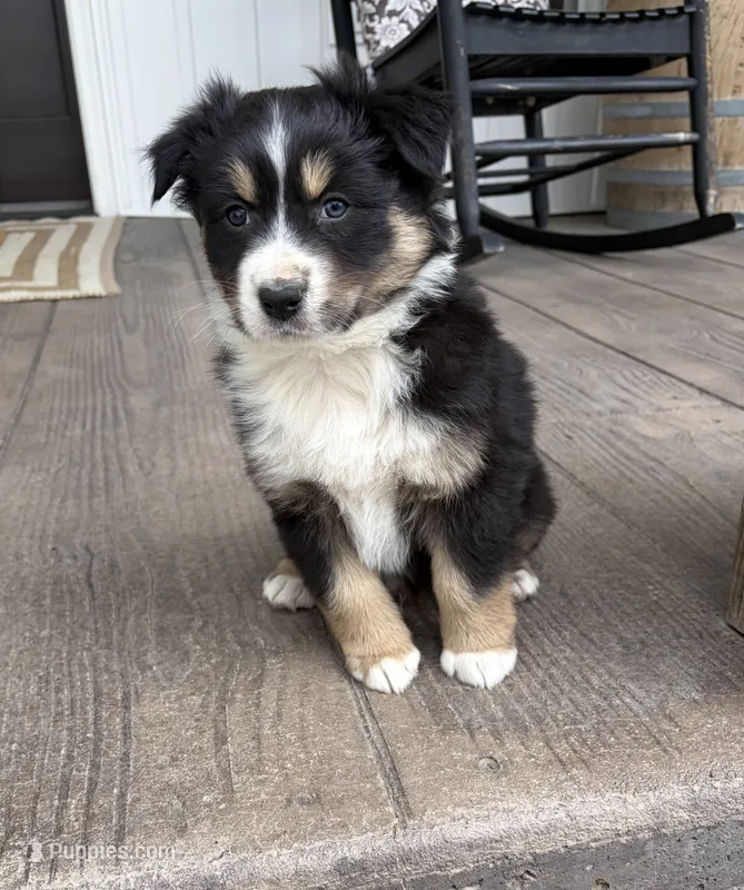 Duke – Australian Shepherd puppy for sale in Morrowville, KS