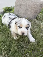 Ace, a male Australian Shepherd for sale in Morrowville, KS – Photo 5 of 5
