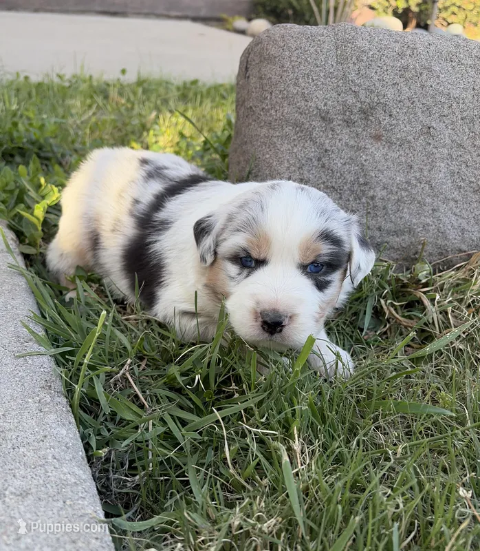 Ace – Australian Shepherd puppy for sale in Morrowville, KS