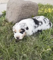Ace, a male Australian Shepherd for sale in Morrowville, KS – Photo 3 of 5