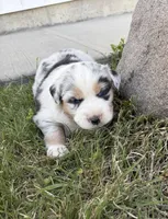 Ace, a male Australian Shepherd for sale in Morrowville, KS – Photo 4 of 5