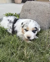Ace, a male Australian Shepherd for sale in Morrowville, KS – Photo 2 of 5