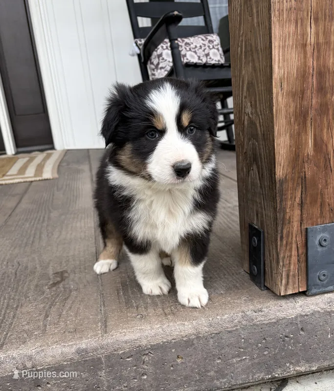 Max – Australian Shepherd puppy for sale in Morrowville, KS