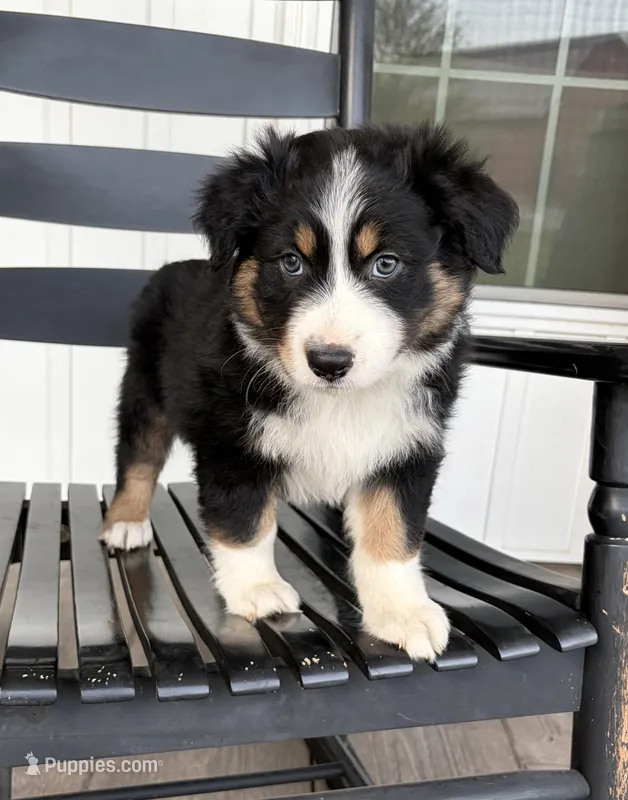 Bud – Australian Shepherd puppy for sale in Morrowville, KS