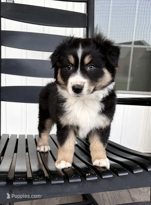 Duke – Australian Shepherd puppy for sale in Morrowville, KS