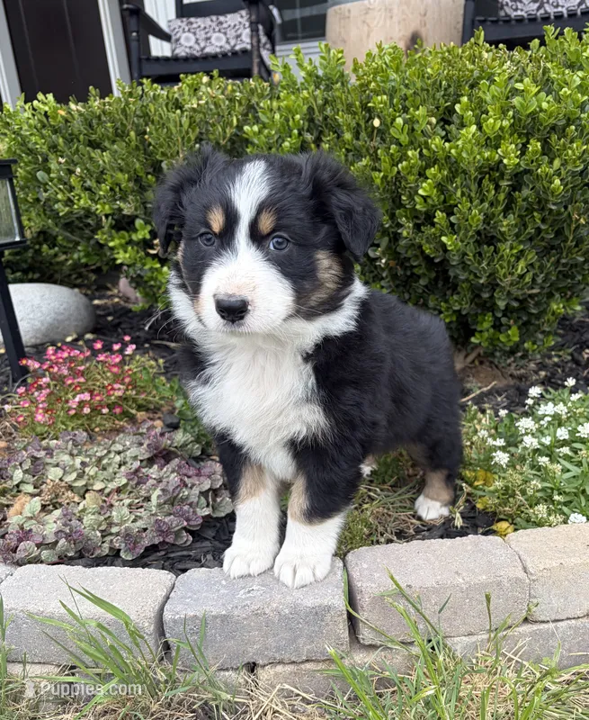 Bud – Australian Shepherd puppy for sale in Morrowville, KS