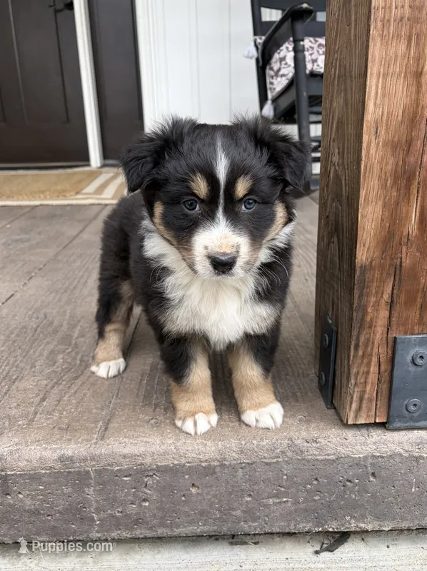 Duke – Australian Shepherd puppy for sale in Morrowville, KS