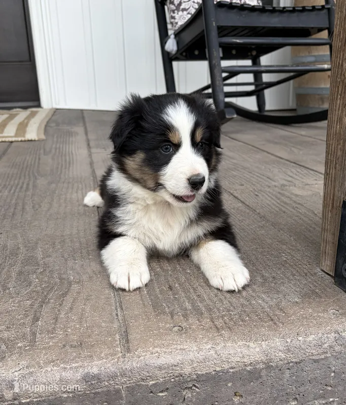 Max – Australian Shepherd puppy for sale in Morrowville, KS