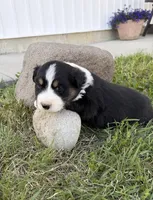 Bud, a male Australian Shepherd for sale in Morrowville, KS – Photo 2 of 5