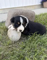 Bud, a male Australian Shepherd for sale in Morrowville, KS – Photo 5 of 5