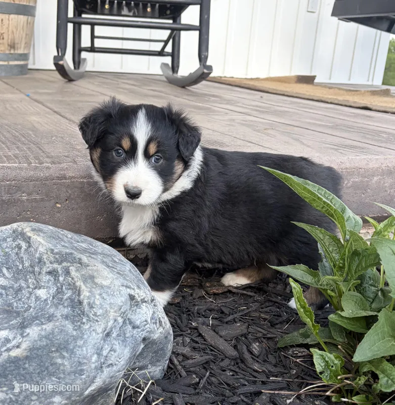 Bud – Australian Shepherd puppy for sale in Morrowville, KS