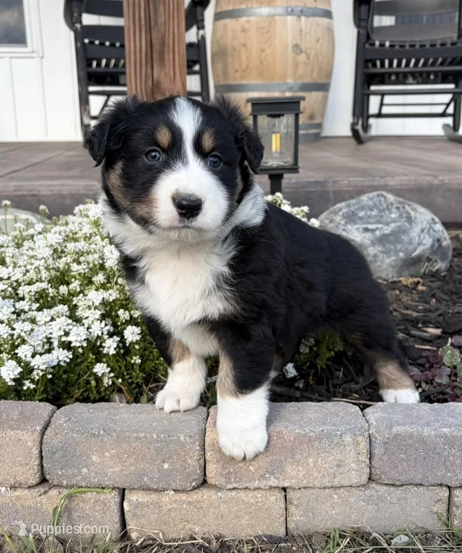 Bud – Australian Shepherd puppy for sale in Morrowville, KS