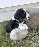 Bud, a male Australian Shepherd for sale in Morrowville, KS – Photo 4 of 5