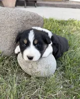 Bud, a male Australian Shepherd for sale in Morrowville, KS – Photo 3 of 5