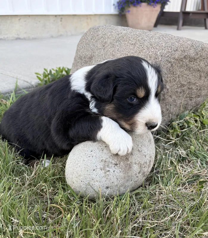 Bud – Australian Shepherd puppy for sale in Morrowville, KS