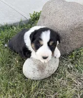 Max, a  Australian Shepherd for sale in Morrowville, KS – Photo 3 of 5