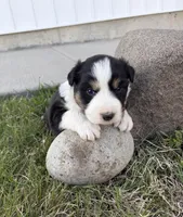Max, a  Australian Shepherd for sale in Morrowville, KS – Photo 5 of 5