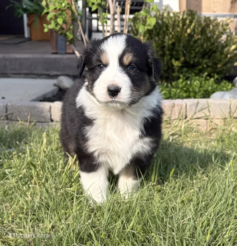 Max – Australian Shepherd puppy for sale in Morrowville, KS