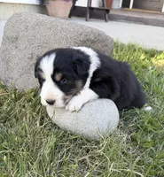 Max, a  Australian Shepherd for sale in Morrowville, KS – Photo 2 of 5