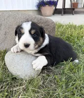 Max, a  Australian Shepherd for sale in Morrowville, KS – Photo 4 of 5