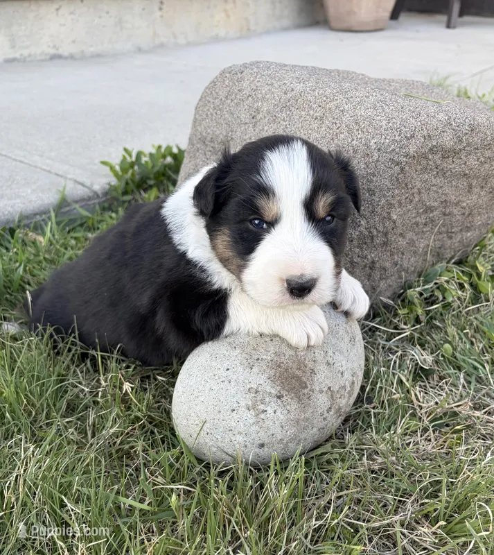 Max – Australian Shepherd puppy for sale in Morrowville, KS
