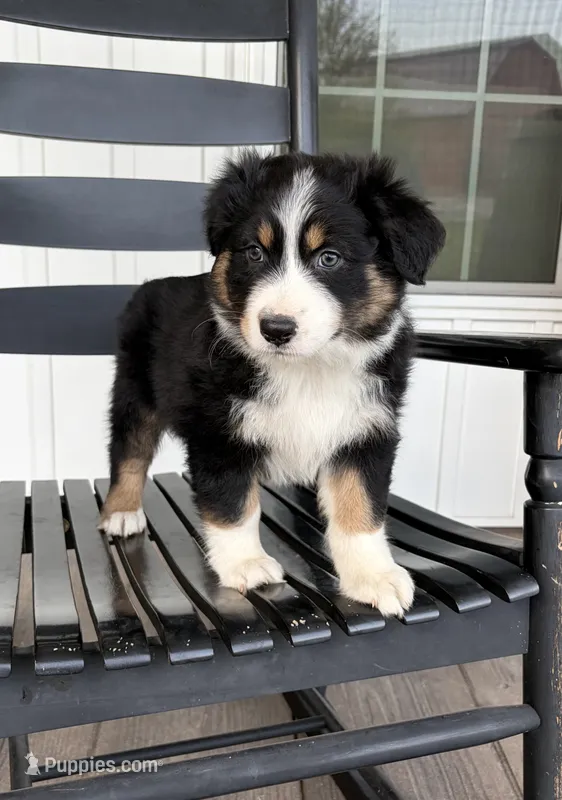 Bud – Australian Shepherd puppy for sale in Morrowville, KS