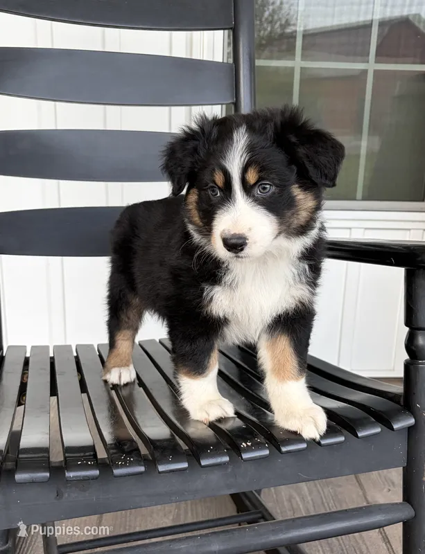 Bud – Australian Shepherd puppy for sale in Morrowville, KS