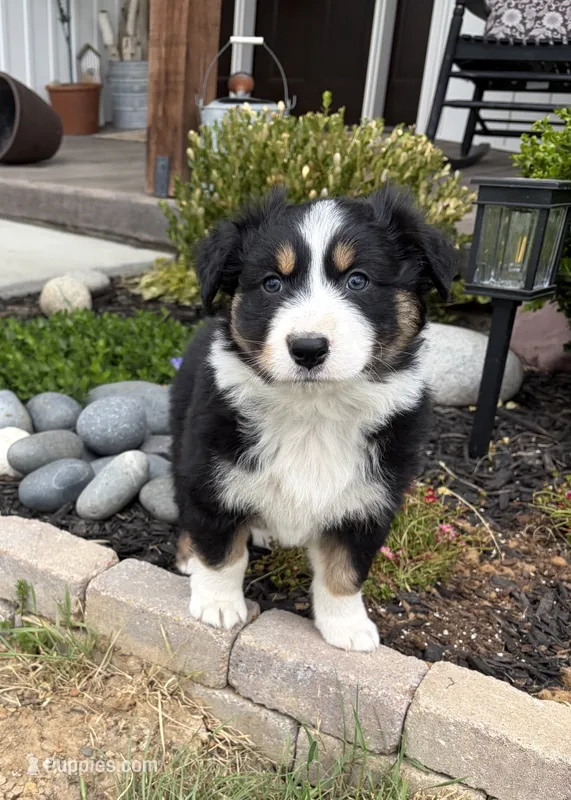 Bud – Australian Shepherd puppy for sale in Morrowville, KS