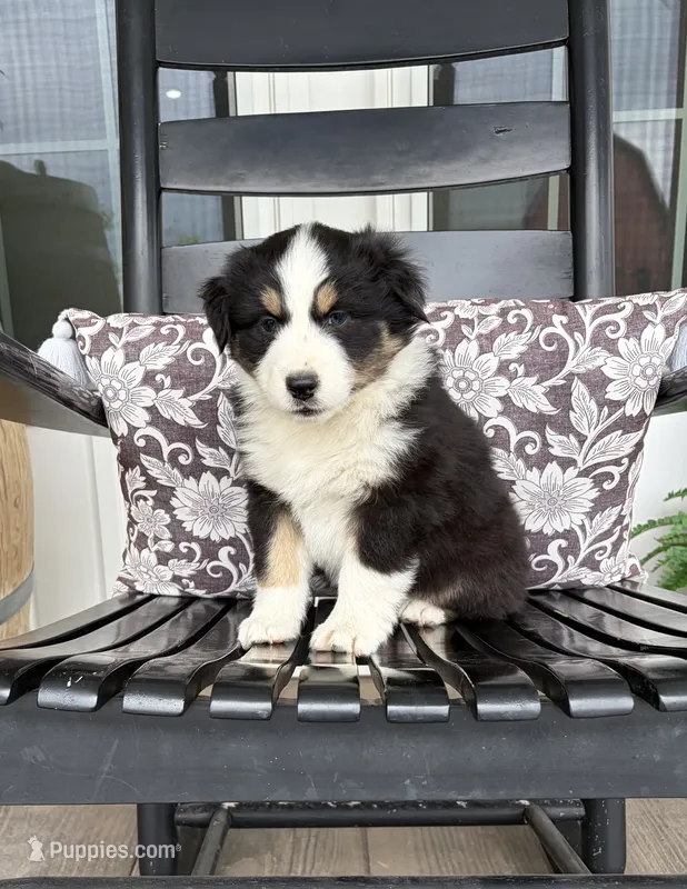 Blaze – Australian Shepherd puppy for sale in Morrowville, KS