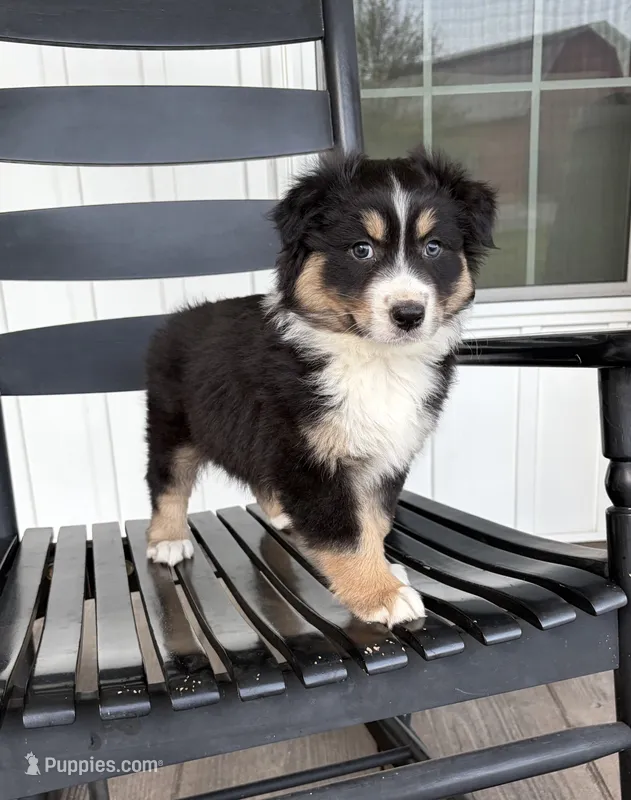 Duke – Australian Shepherd puppy for sale in Morrowville, KS
