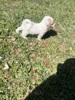 Handsome , a male Cockapoo for sale in Tampa, FL – 2 of 3