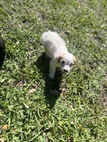 Handsome , a male Cockapoo for sale in Tampa, FL – 3 of 3