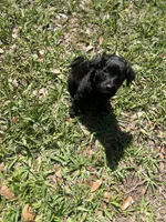 Isabella, a female Cockapoo for sale in Tampa, FL – 1 of 2
