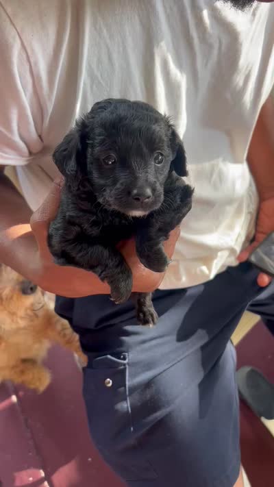 Isabella, a female Cockapoo for sale in Tampa, FL – 2 of 2