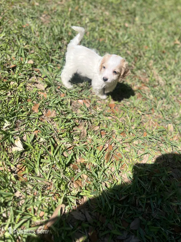 Handsome , a male Cockapoo for sale in Tampa, FL – 1 of 3