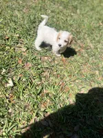Handsome , a male Cockapoo for sale in Tampa, FL – 1 of 3