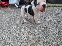 Male, a male American Bulldog for sale in Saint Louis, MO – 4 of 4