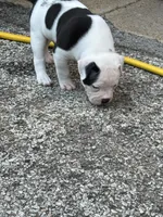 Male, a male American Bulldog for sale in Saint Louis, MO – 2 of 4