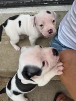 Male, a male American Bulldog for sale in Saint Louis, MO – 3 of 4