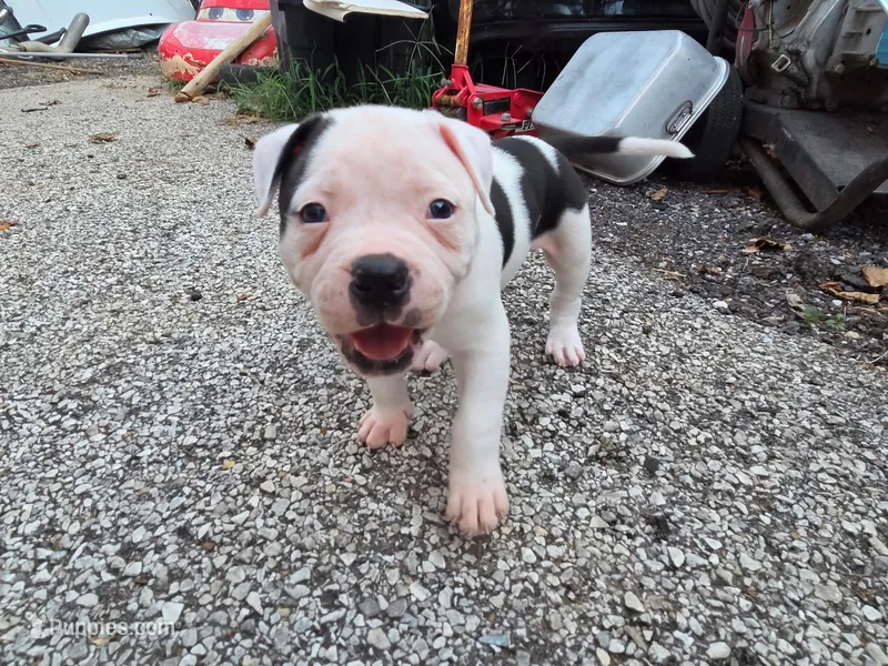 Male – American Bulldog puppy for sale in Saint Louis, MO
