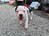 Male, a male American Bulldog for sale in Saint Louis, MO – 1 of 4