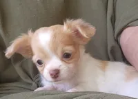 Sage CKC, a female Chihuahua for sale in Little Rock, AR – 4 of 8