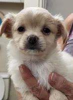 Kash CKC, a male Chihuahua for sale in Little Rock, AR – 5 of 6