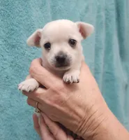 Kip CKC, a male Chihuahua for sale in Little Rock, AR – 2 of 2