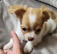 Sage CKC, a female Chihuahua for sale in Little Rock, AR – 2 of 8