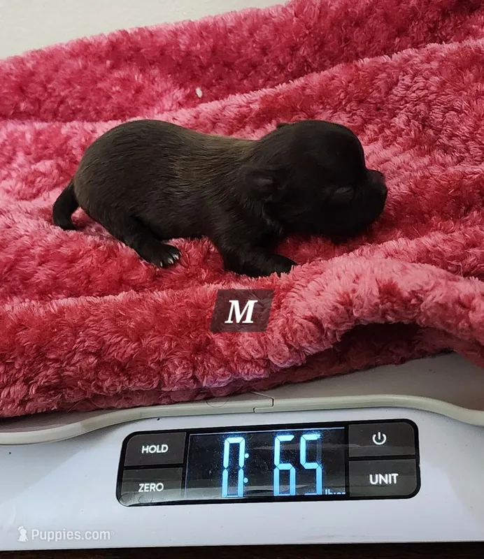 Forrest CKC – Chihuahua puppy for sale in Little Rock, AR