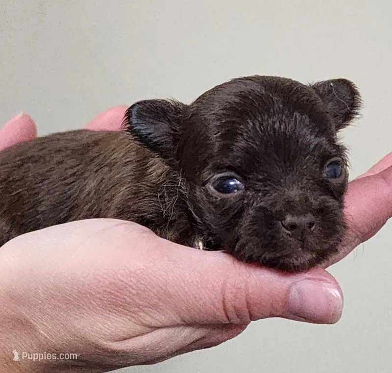 Forrest CKC – Chihuahua puppy for sale in Little Rock, AR