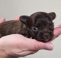 Tiny tiny Forrest CKC, a male Chihuahua for sale in Little Rock, AR – 1 of 4
