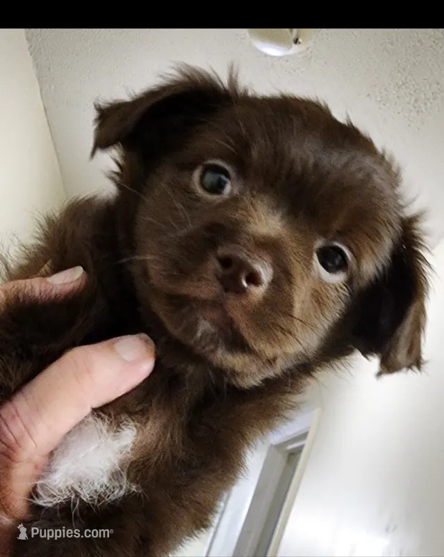 Finn CKC – Chihuahua puppy for sale in Little Rock, AR